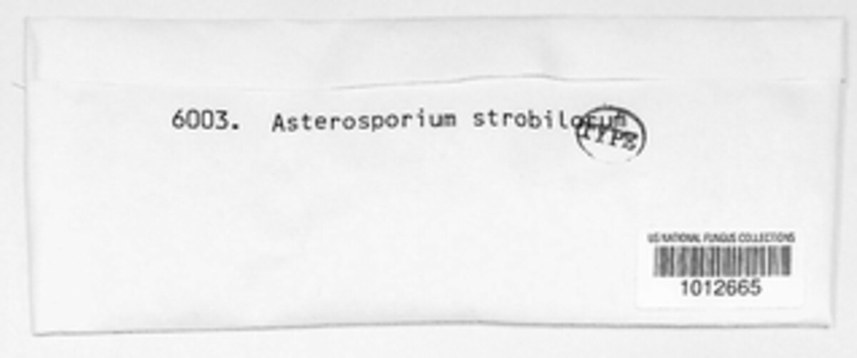Asterosporium image
